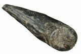 Fossil Sperm Whale (Scaldicetus) Tooth - South Carolina #185996-1